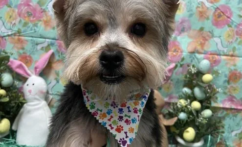 Bark Avenue business photo